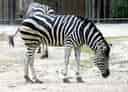 動物図鑑・チャップマンシマウマの写真 12